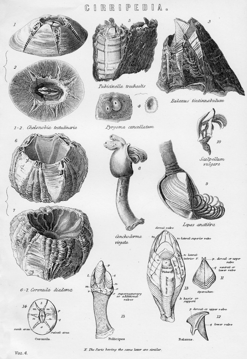 Cirripedia, 1800-tallet av Unbekannt