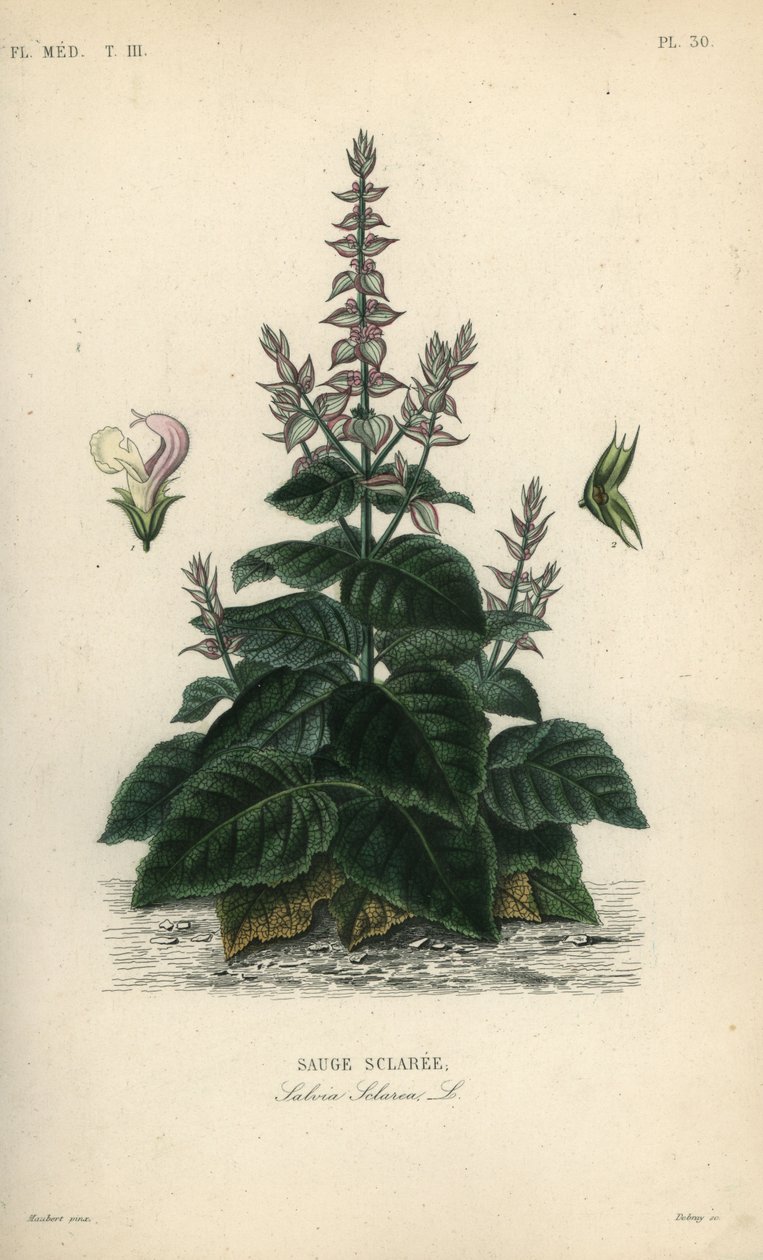 Clary salvie, Salvia sclarea, Sauge sclaree av Unbekannt