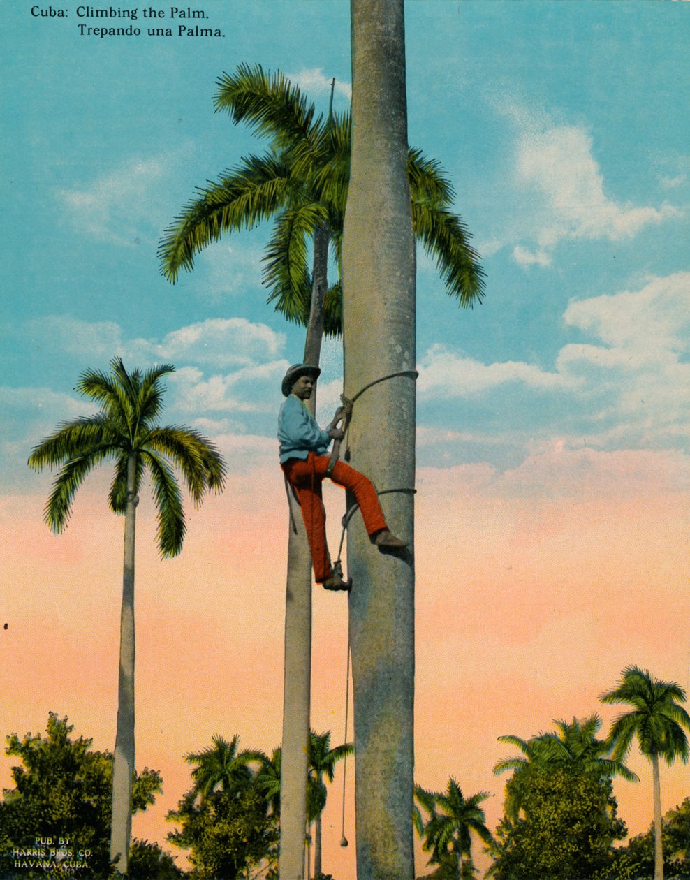 Klatring i et palmetre, Cuba, c1920. av Unbekannt