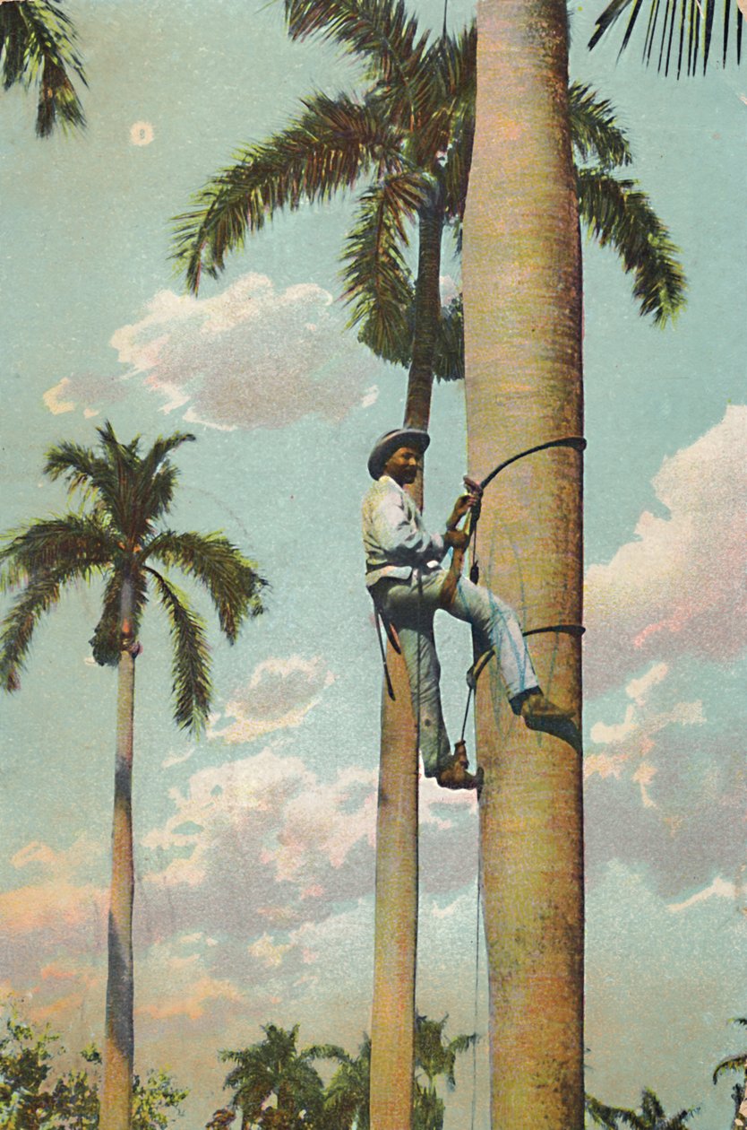 Climbing the Royal Palm - Climbing the Royal Palm, 1910. av Unbekannt