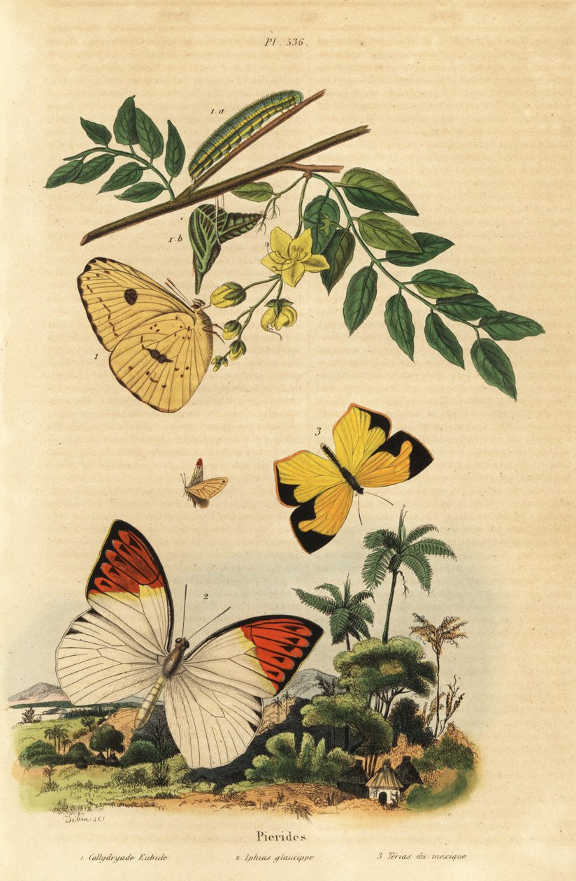 Skyfritt svovel, Phoebis sennae 1, flott oransje spiss, Hebomoia glaucippe 2 og meksikansk gul, Eurema mexicana 3 av Unbekannt