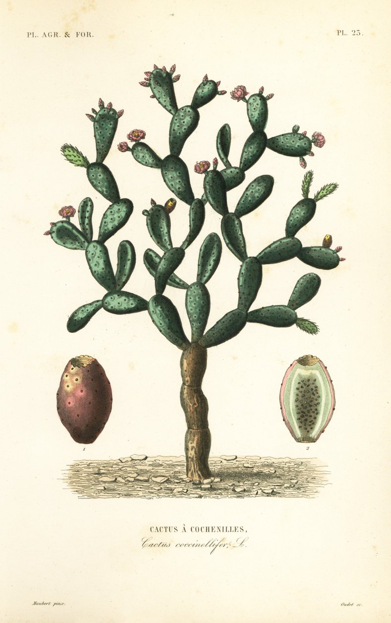 Cochenillekaktus, Nopalea cochenillifera, Opuntia cochenillifera, Cactus cochenillifer, Cactus coccinellifer, Cactus a cochenilles av Unbekannt