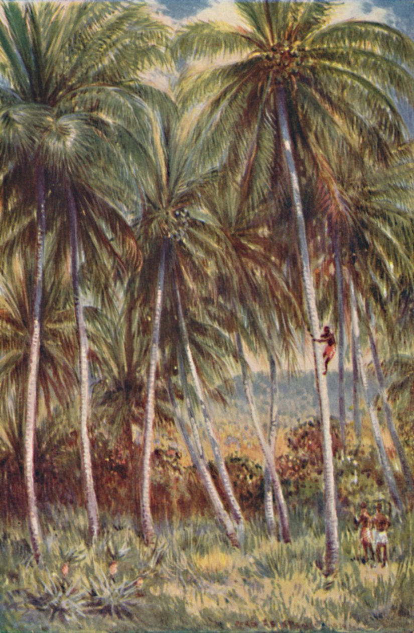 Coco-Nut Palms i Nord-Queensland, 1923. av Unbekannt