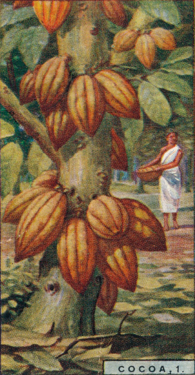 Kakao, 1. - Cacao Tree, Trinidad, 1928 av Unbekannt