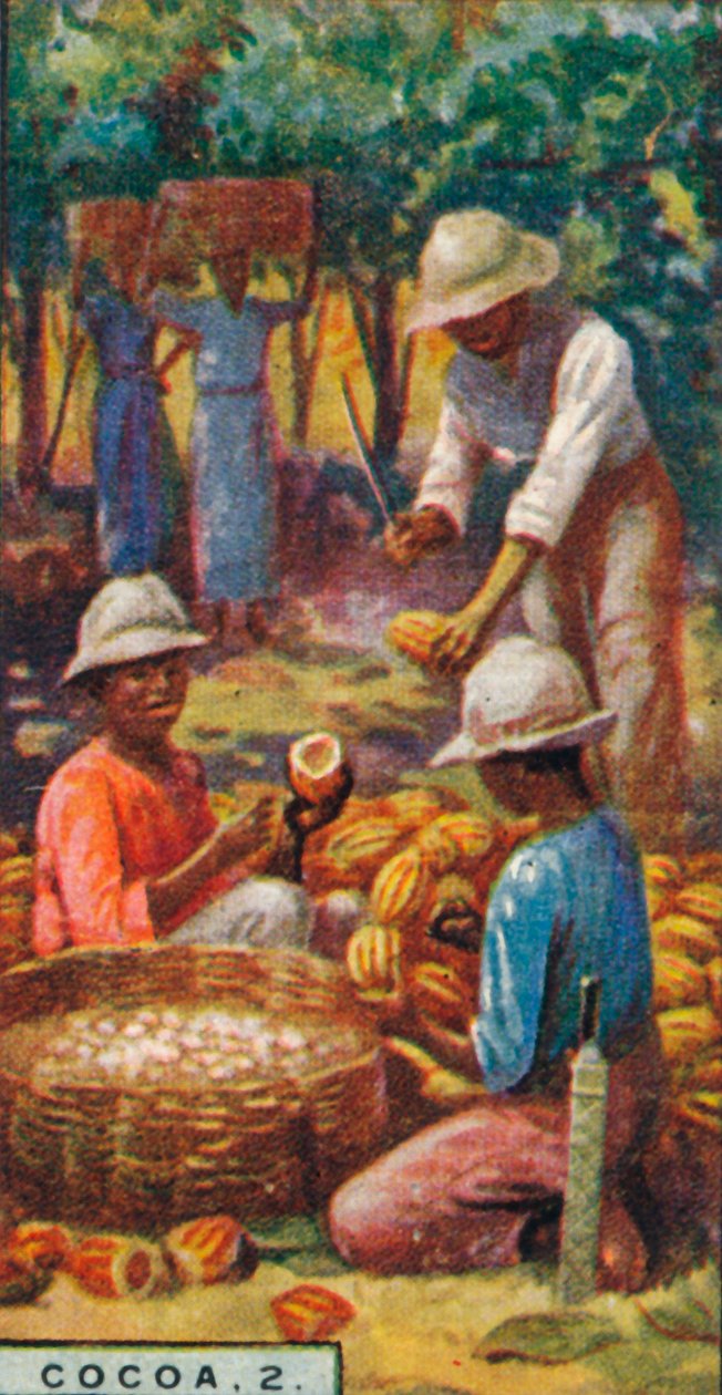Cocoa, 2. - Opening the Pods, Trinidad, 1928 av Unbekannt