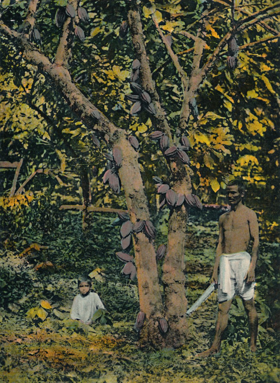 Kakao i full føring, Trinidad og Tobago, c1914. av Unbekannt