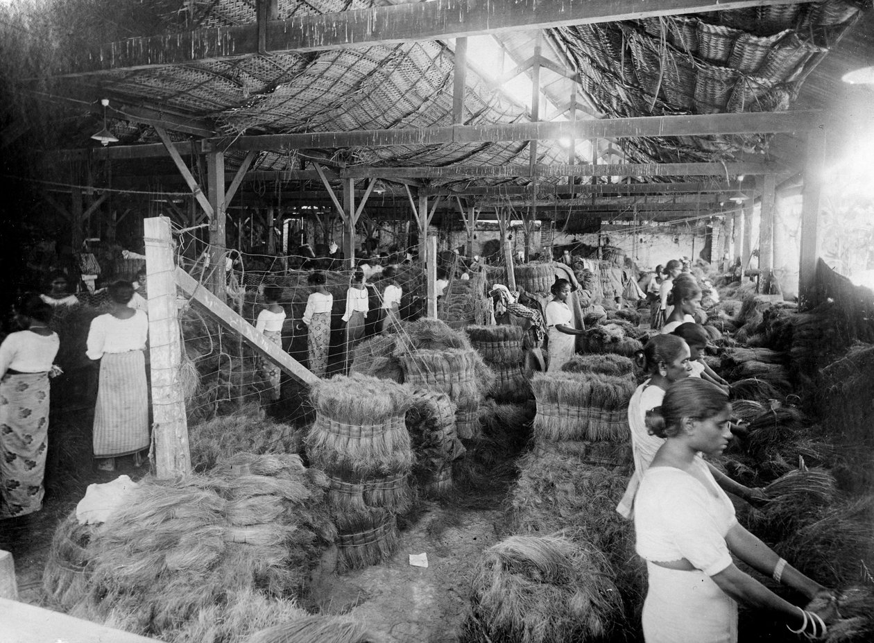 Kokosnøttproduksjon, India, 1900-tallet av Unbekannt