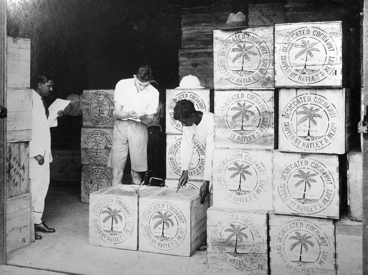 Kokosnøttproduksjon, India, 1900-tallet av Unbekannt