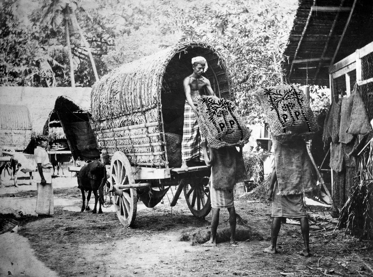 Kokosnøttproduksjon, India, 1900-tallet av Unbekannt