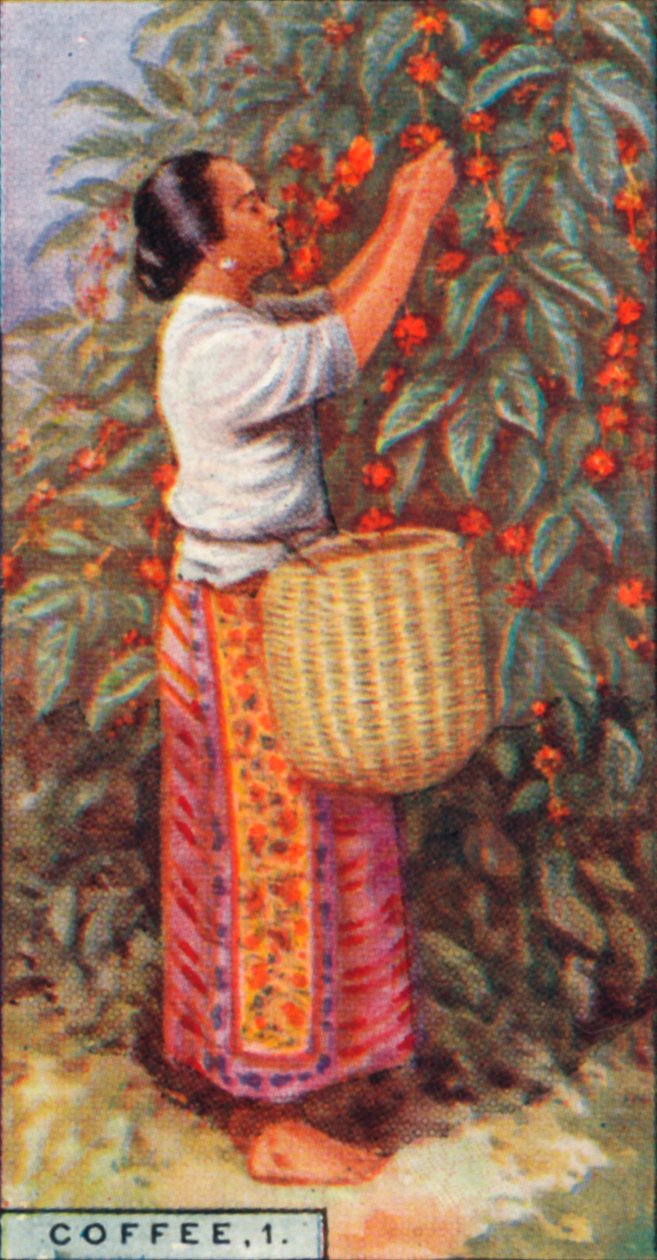Coffee, 1. - Gathering the Berries, Øst-India, 1928 av Unbekannt