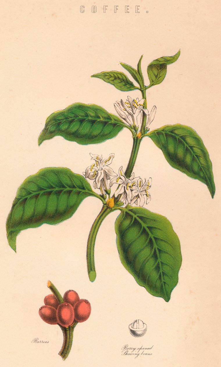 Kaffe, c1800-tallet av Unbekannt