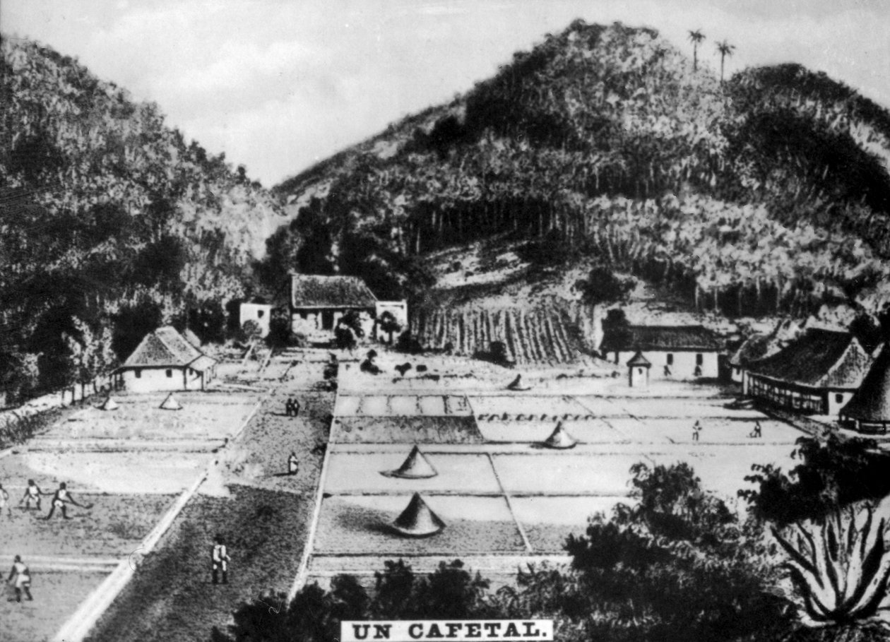Kaffeplantasje, Cuba, 1768 c1910 av Unbekannt