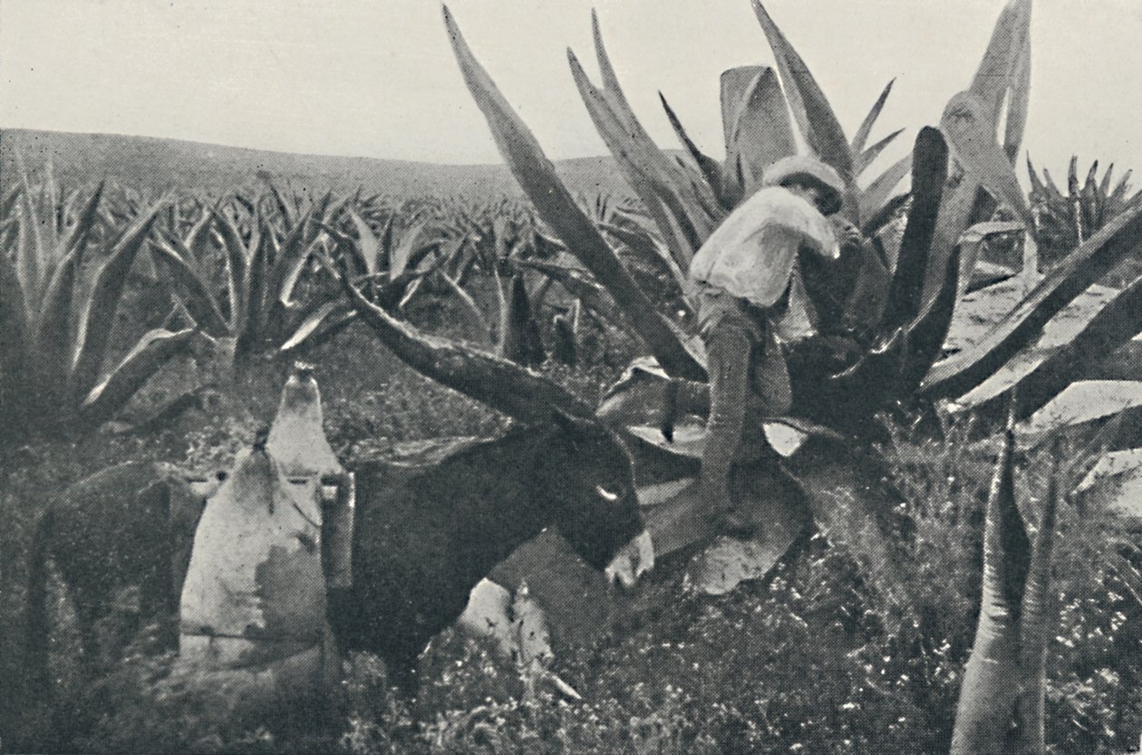 Samler honning-vann fra en Maguey, 1916 av Unbekannt