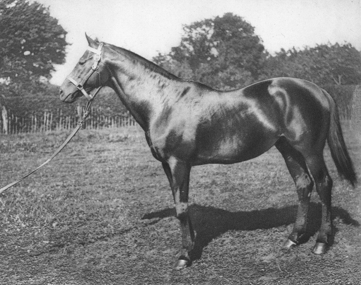 Common, 1800-tallet, 1911 av Unbekannt
