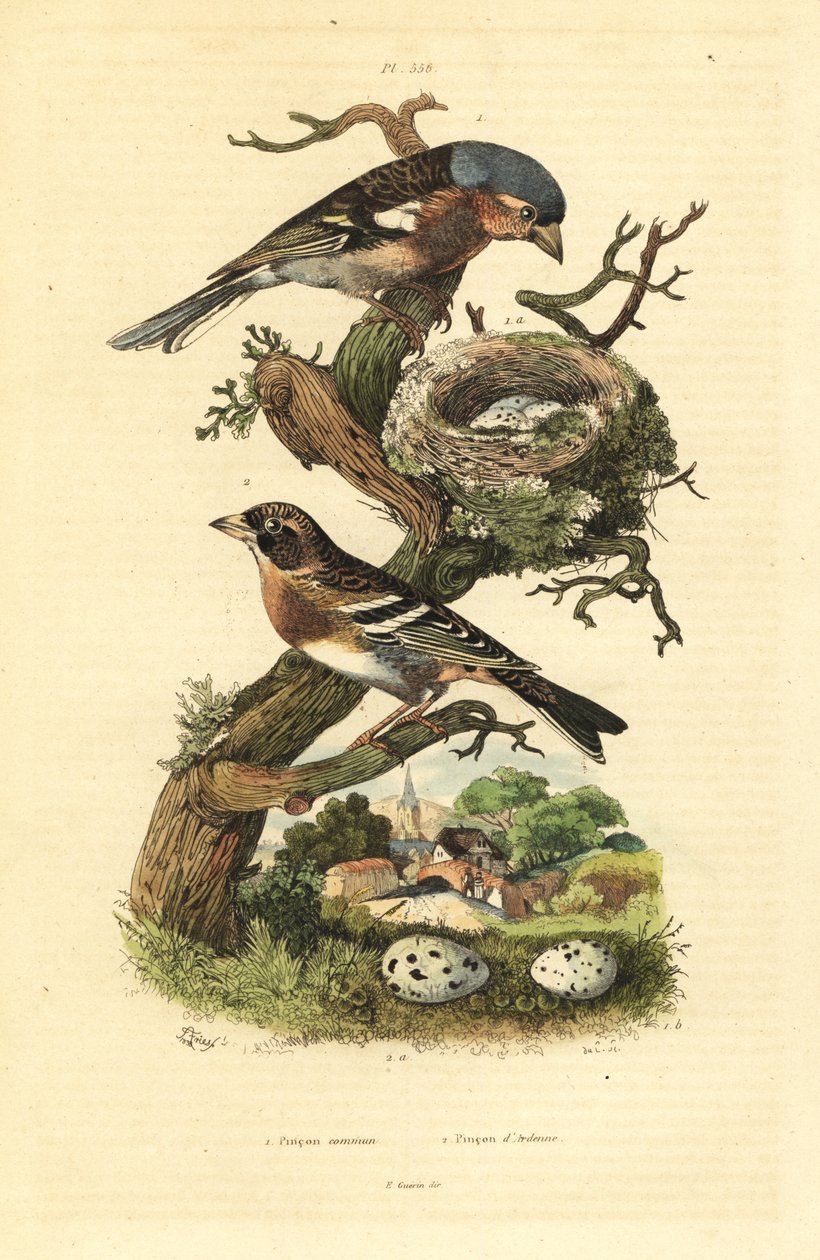 Vanlig bokfink, Fringilla coelebs, reir og egg, og brambling, Fringilla montifringilla med egg Pinson commun et pinson d