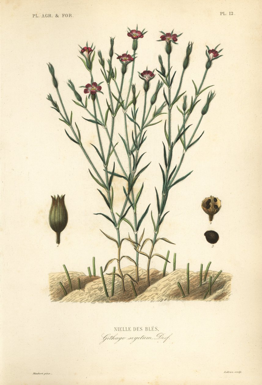 Vanlig maismusling, Agrostemma githago, Githago segetum, Nielle des bles, Håndfarget stålgravering av L av Unbekannt