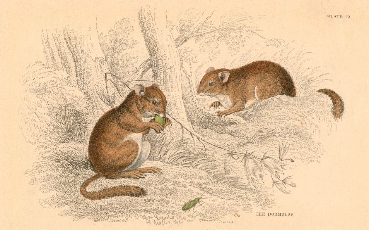 Vanlig dormus Muscardinus arvellanarius, dvalegnager, 1828 av Unbekannt