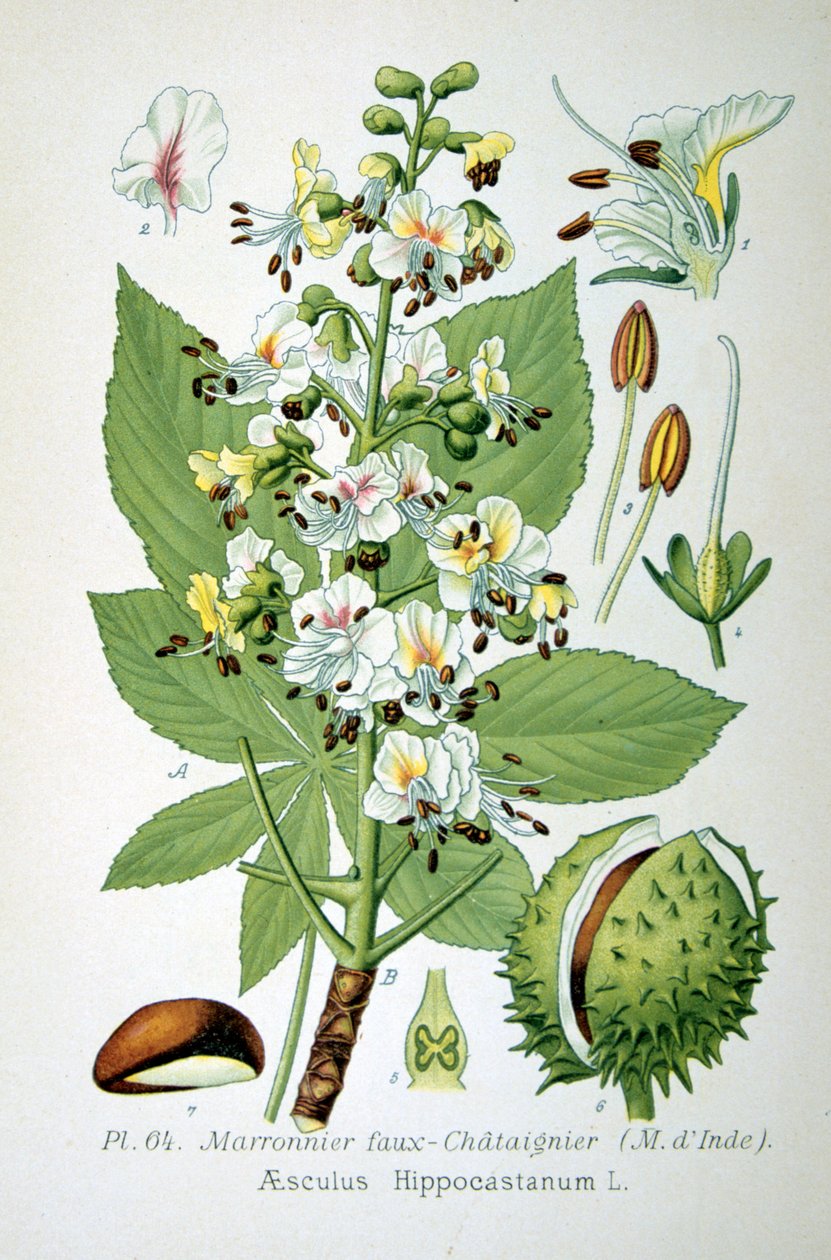 Vanlig hestekastanje, 1893 av Unbekannt