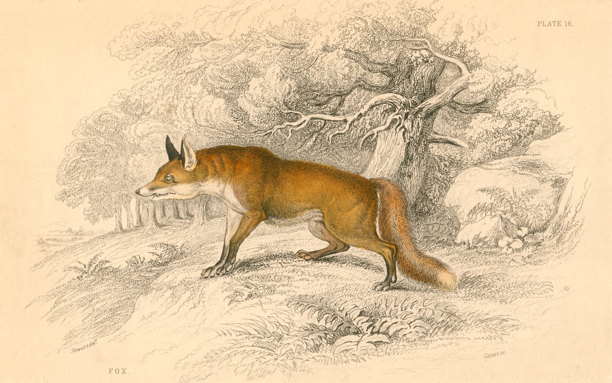 Vanlig eller rødrev Vulpes vulpes, 1828 av Unbekannt