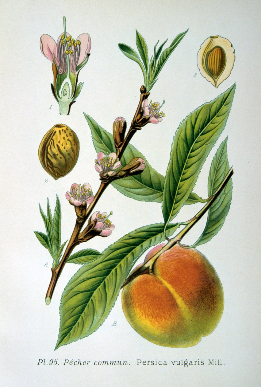 Vanlig fersken, 1893 av Unbekannt