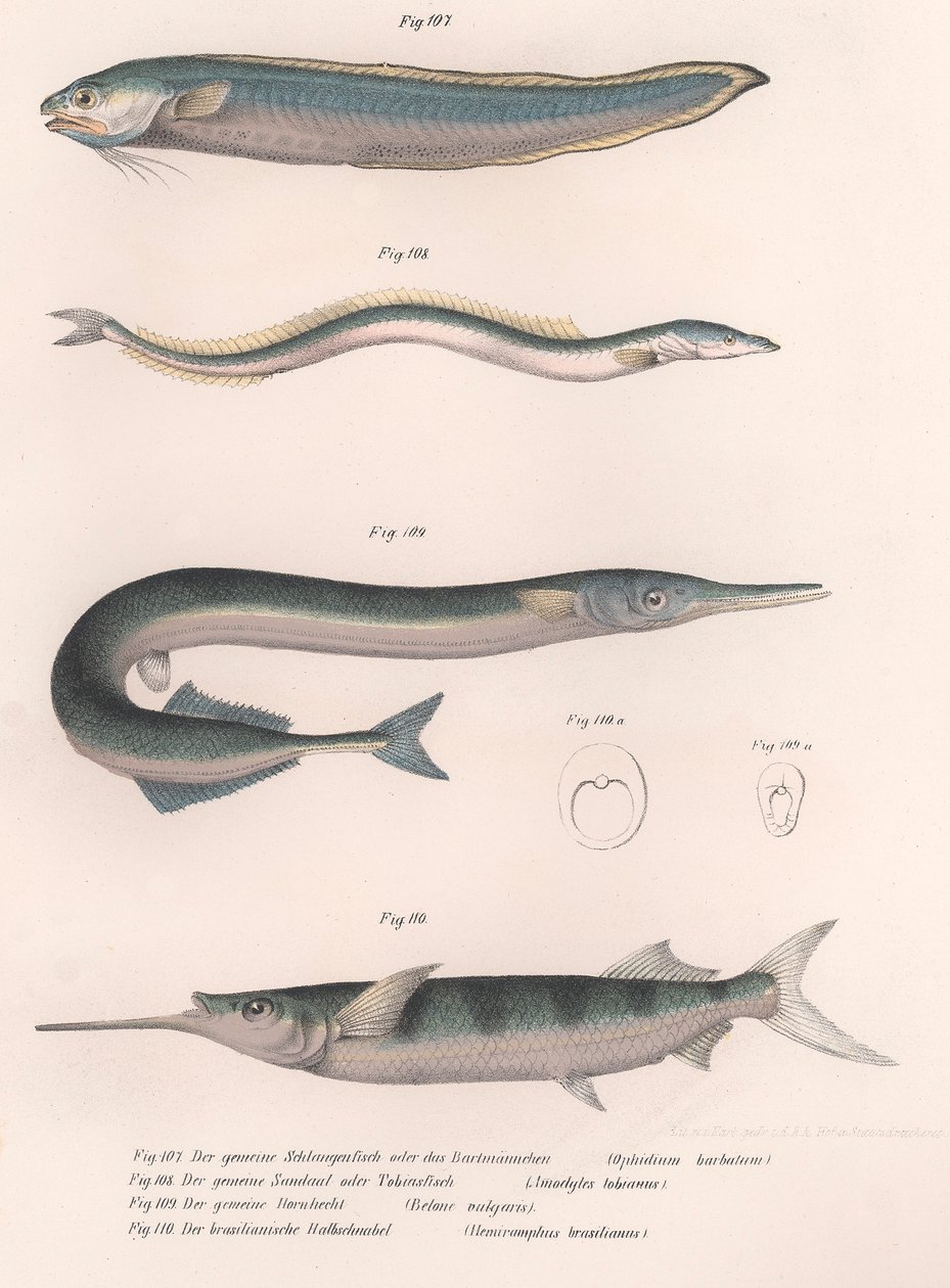 Vanlig slangefisk. Vanlig tobis. Vanlig Hornhecht. Brasiliansk halvnebb, ca. 1850-tallet av Unbekannt