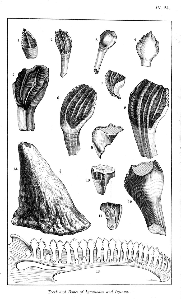 Sammenligning av tennene til en iguanodon med tennene til en moderne iguana, 1836 av Unbekannt
