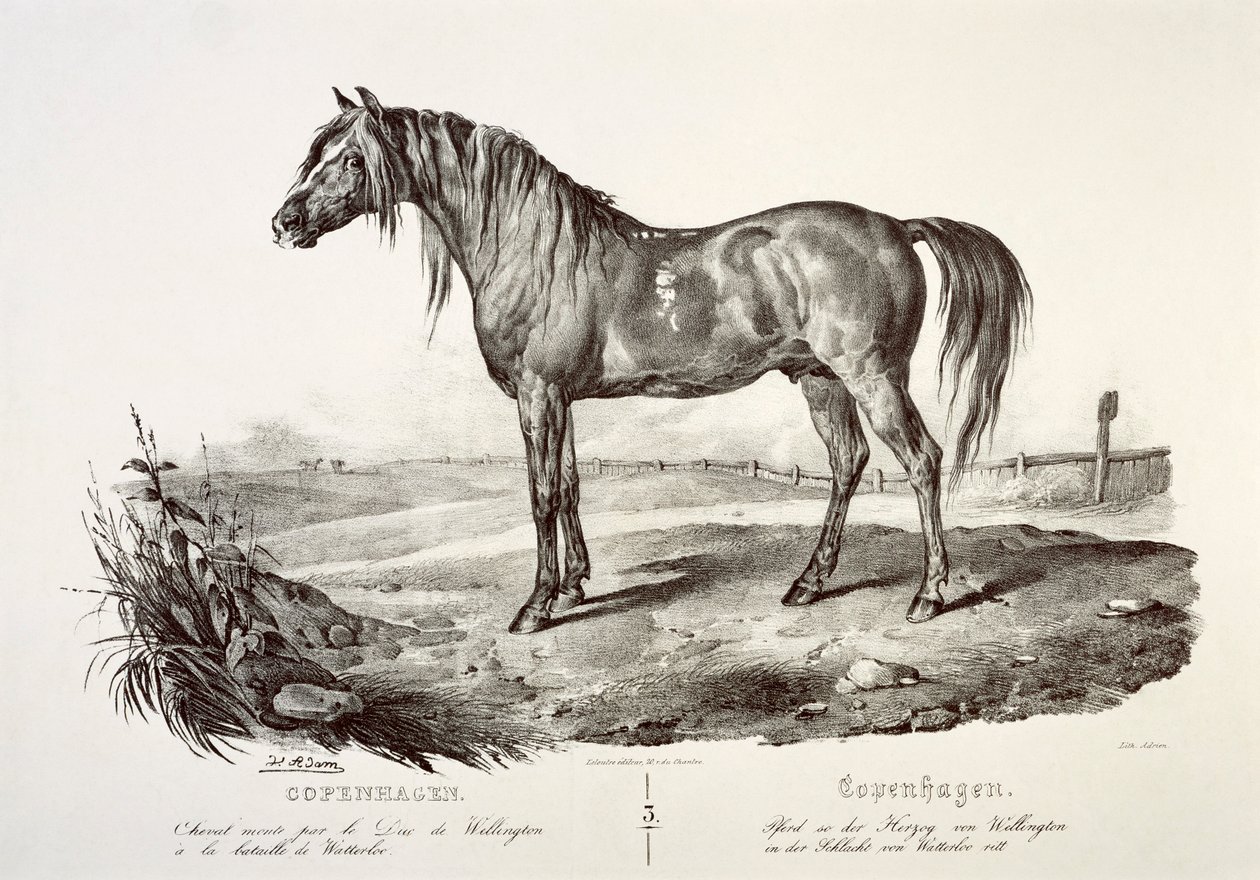København, hertugen av Wellingtons hest, 1800-tallet av Unbekannt