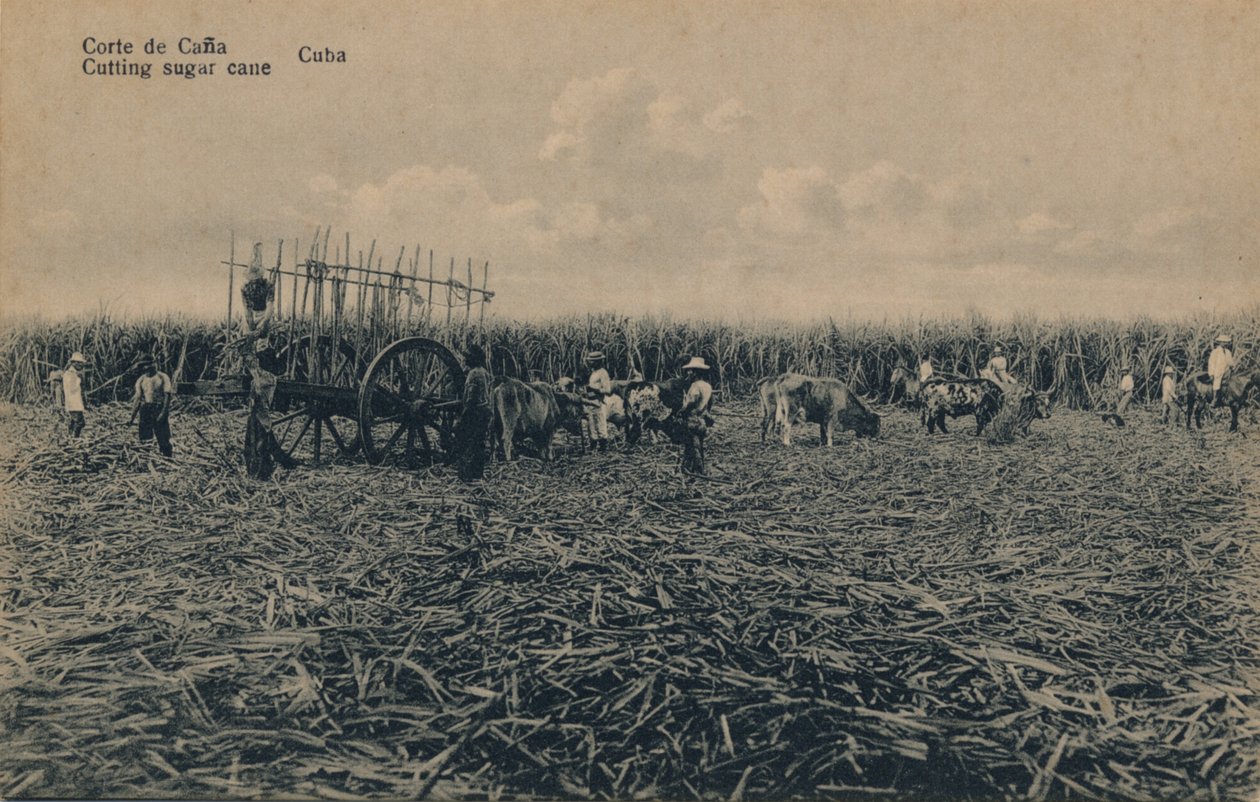 Corte de Cana - Kutting av sukkerrør - Cuba, c1910 av Unbekannt