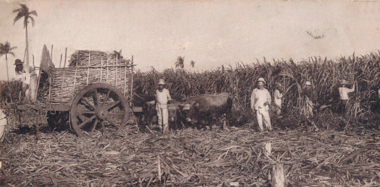 Corte de Canna. - Samler sukkerrør. Cuba, ca 1900 av Unbekannt