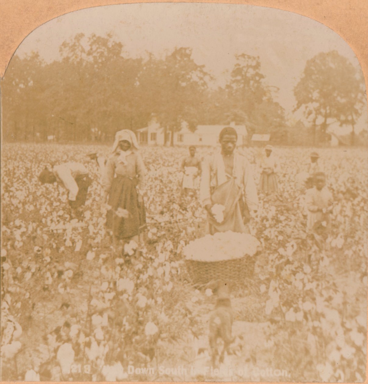 Bomullsplukking., c1900 av Unbekannt