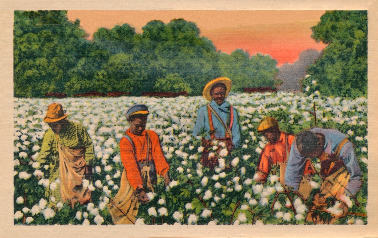 Cotton Picking, Augusta, Georgia, 1943 av Unbekannt