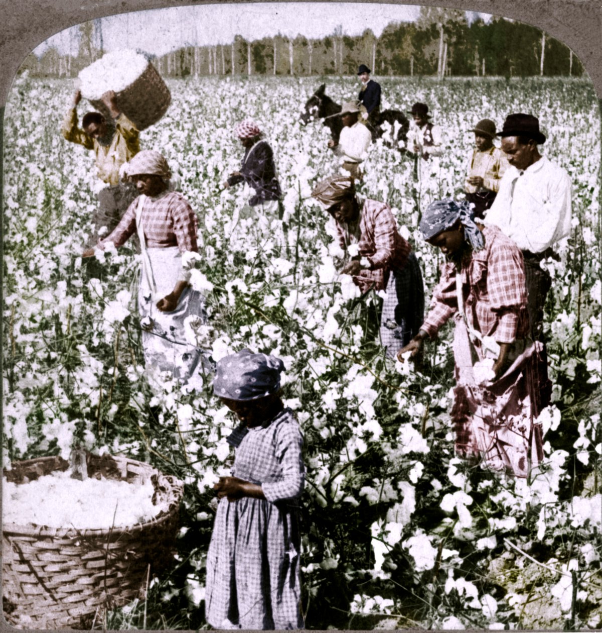 Bomull er konge - plantasjescene med plukkere på jobb. Georgia, ca 1900 av Unbekannt