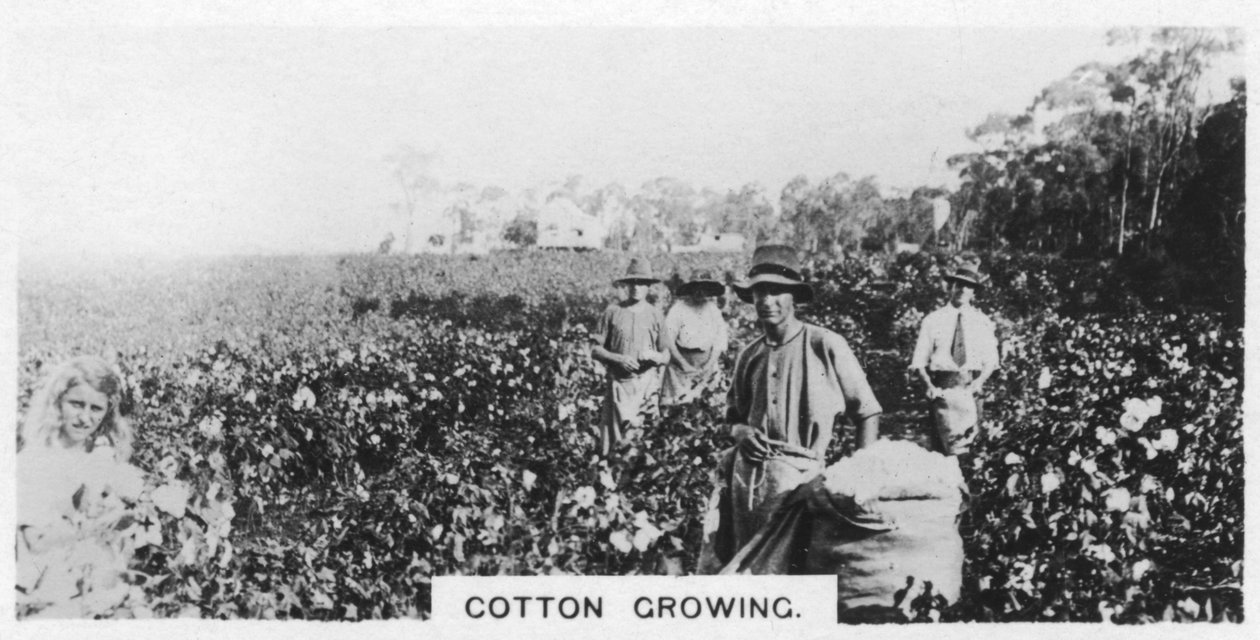 Bomullsplukking, Australia, 1928 av Unbekannt