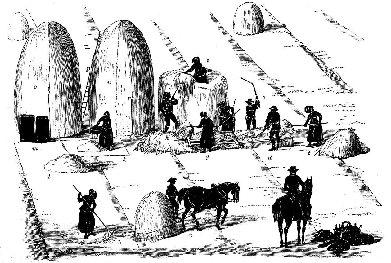 Avlingsskifte: tresking av raigras for frø, 1855 av Unbekannt