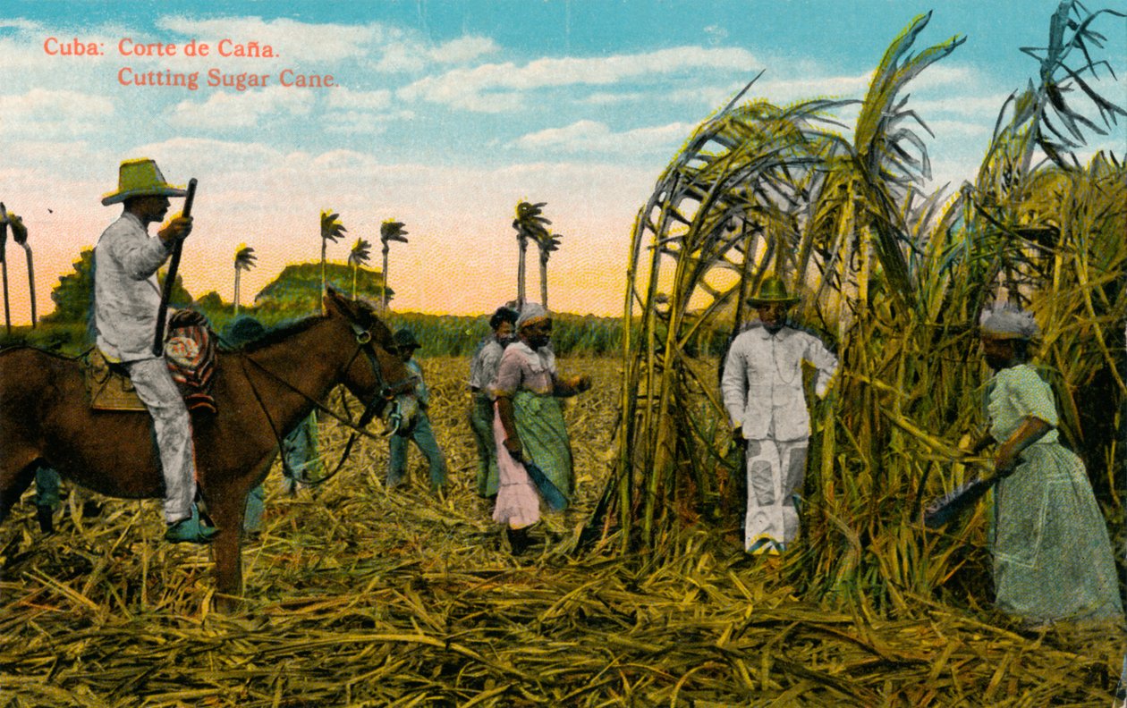 Cuba: Corte de Cana. Kutting av sukkerrør, c1910 av Unbekannt