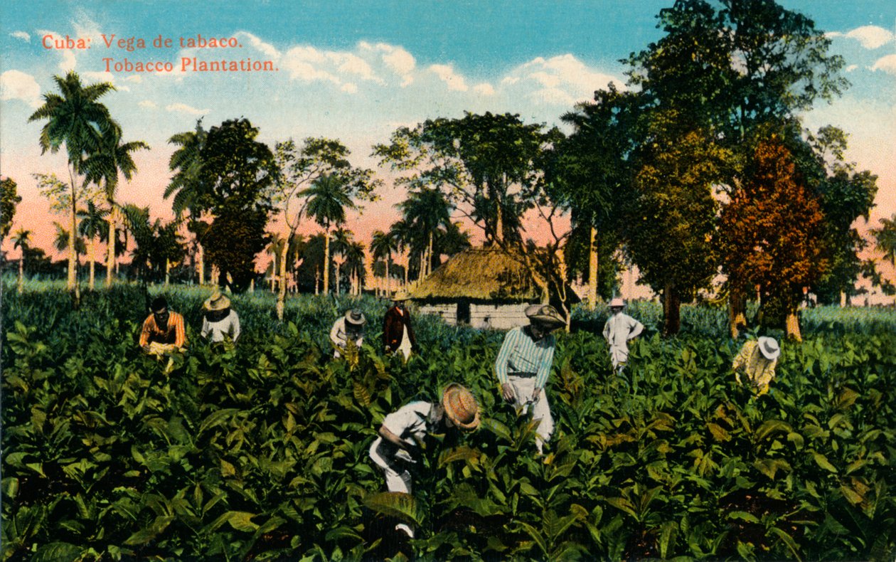 Cuba: Vega av tobakk. Tobakksplantasje, ca 1900 av Unbekannt