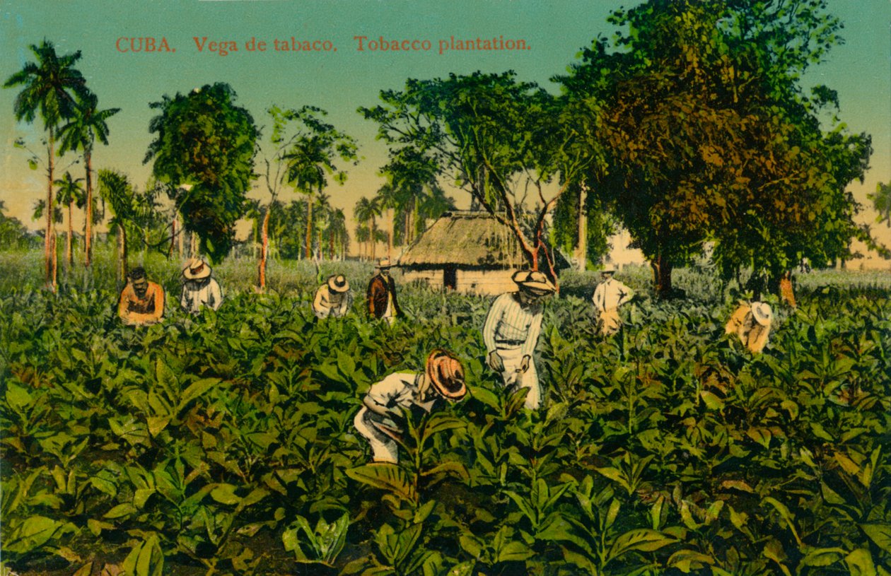 Cuba. Tobakksbutikk. Tobakkplantasje, ca 1920-tallet av Unbekannt