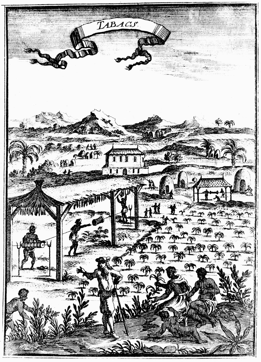 Dyrking og herding av tobakk i Vestindia ved bruk av slavearbeid, 1686 av Unbekannt