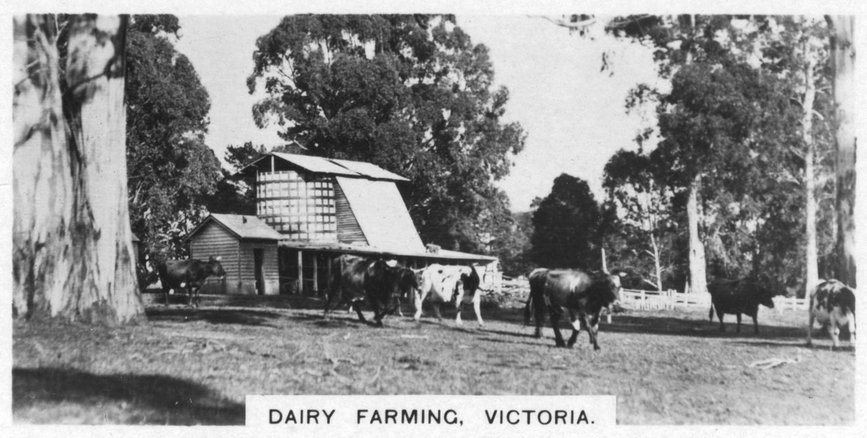 Meieridrift, Victoria, Australia, 1928 av Unbekannt