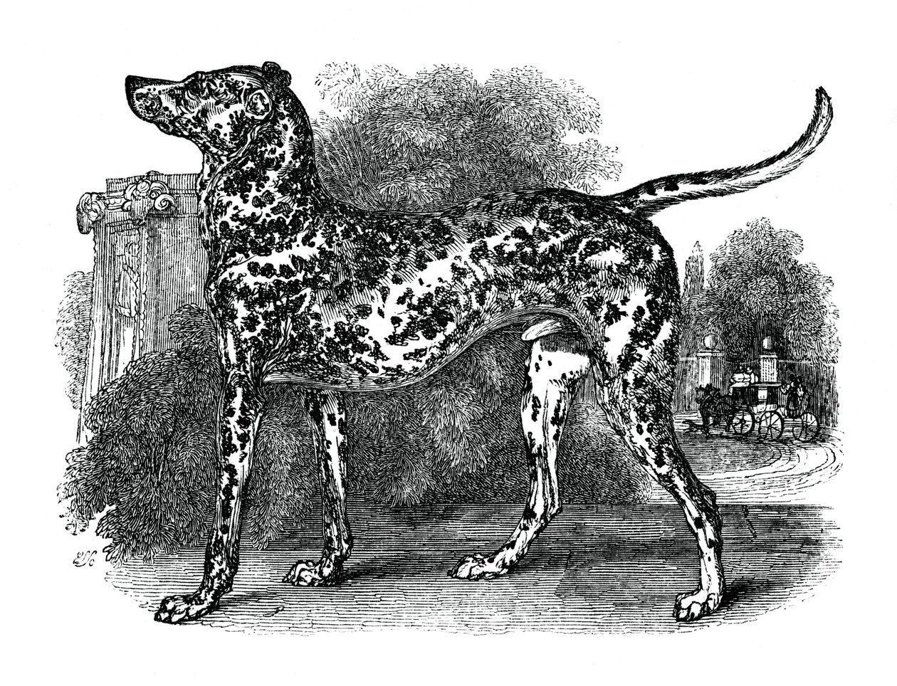 Dalmatisk hund, 1848 av Unbekannt