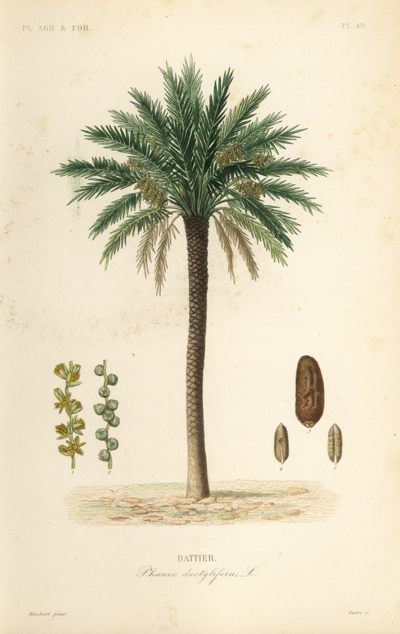 Daddelpalme, Phoenix dactylifera, Dattier av Unbekannt