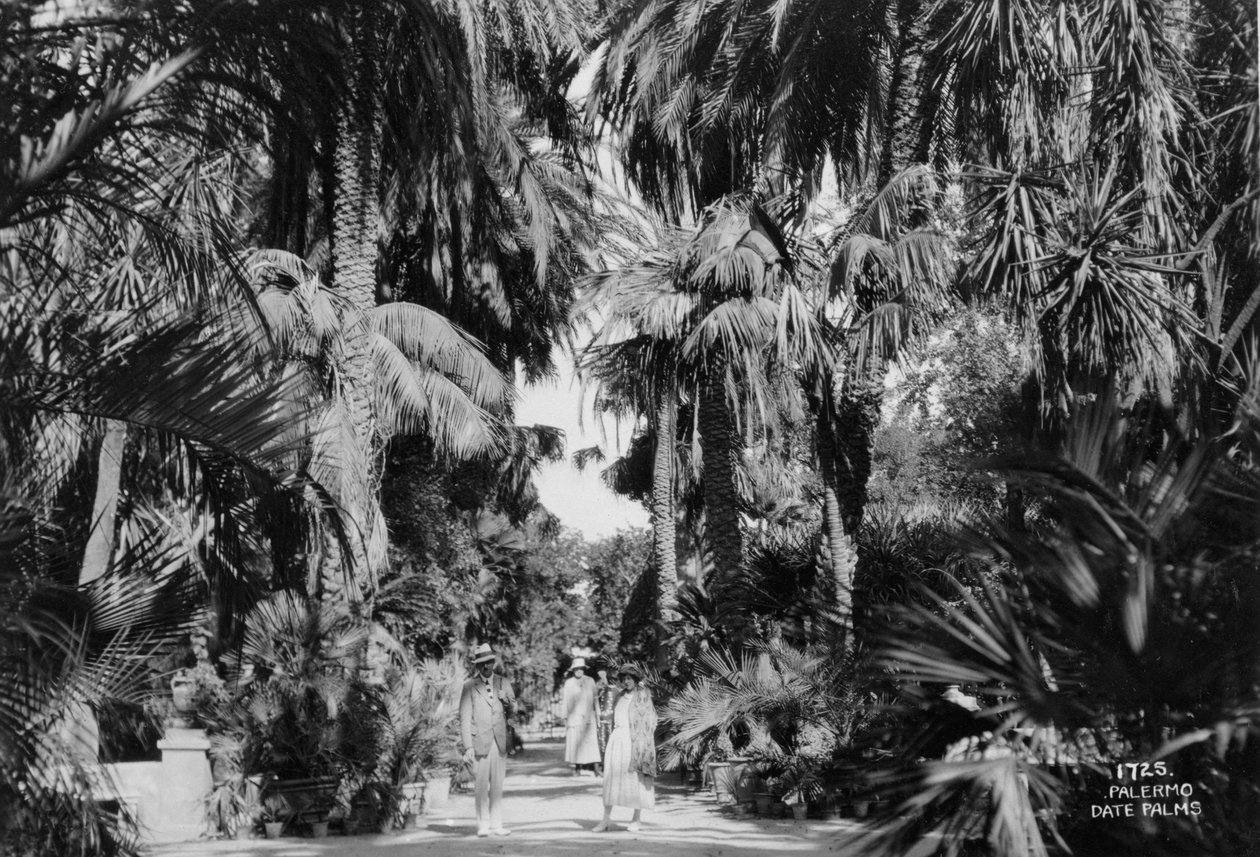 Daddelpalmer, Palermo, Sicilia, Italia, c1920-c1930s av Unbekannt