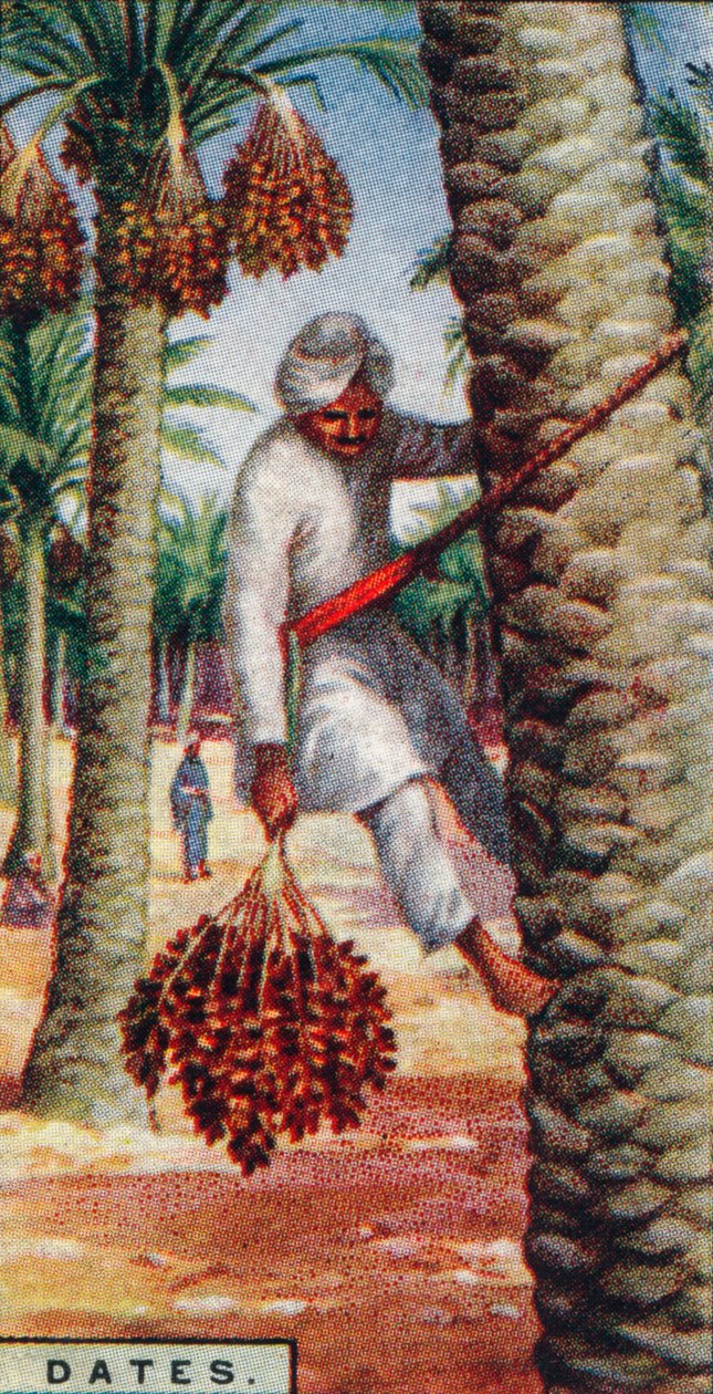 Datoer. - Samling av frukten, IN. Afrika, 1928 av Unbekannt