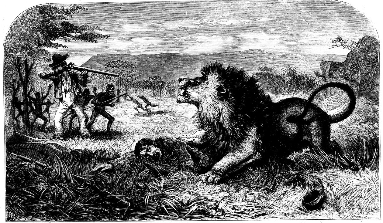 David Livingstone, reddet fra en løve av Mebalwe, en innfødt skolemester, 1857 av Unbekannt