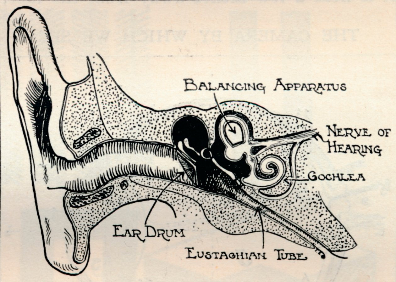 Delicate Mechanism of the Ear, c1934 av Unbekannt