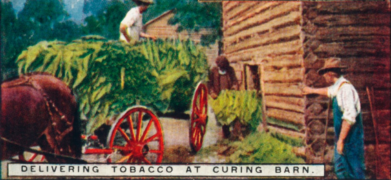 Levering av tobakk på Curing Barn, 1926 av Unbekannt