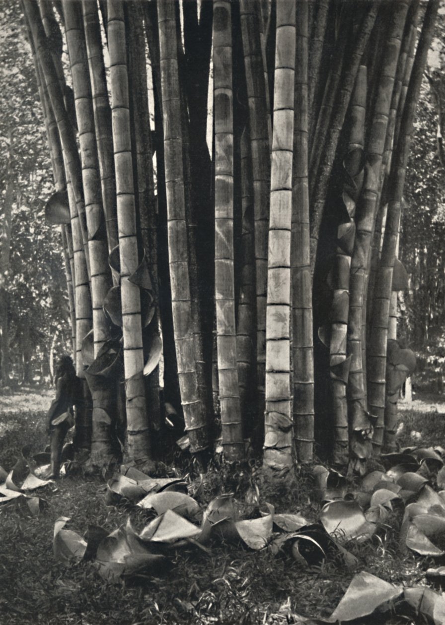 Den nedre delen av stilkene til en gigantisk bambusplante i Peradeniya, 1926 av Unbekannt