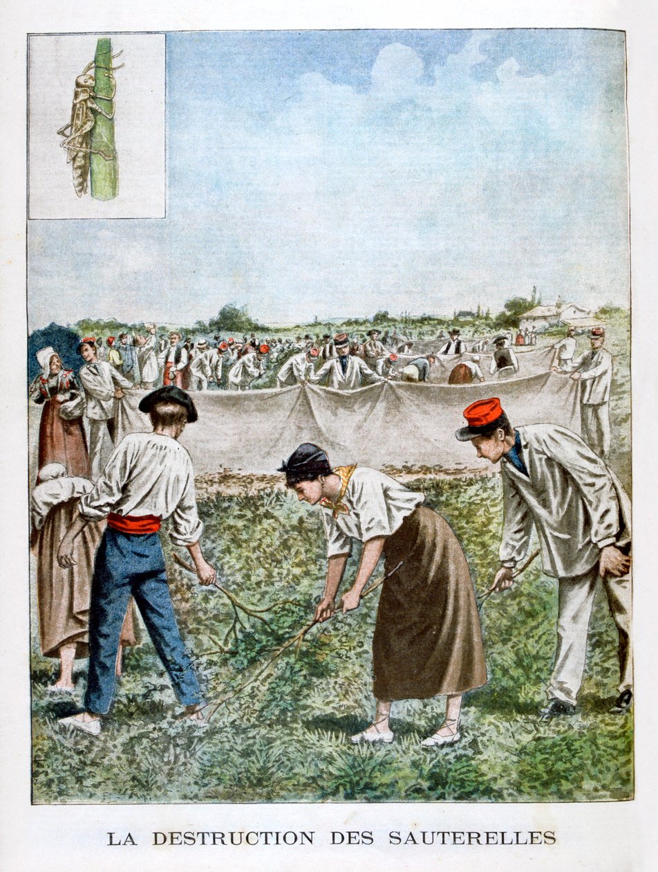 Ødelegge gresshoppen, 1901 av Unbekannt
