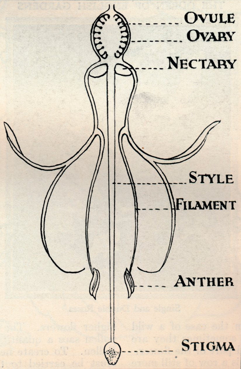Diagram av en Fuchsia-blomst, som viser mekanismen som brukes for å produsere frø, c1934 av Unbekannt