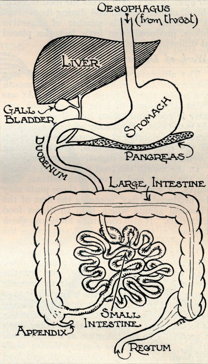 Diagram som viser fordøyelseskanalen, som går rett gjennom kroppen, c1934 av Unbekannt